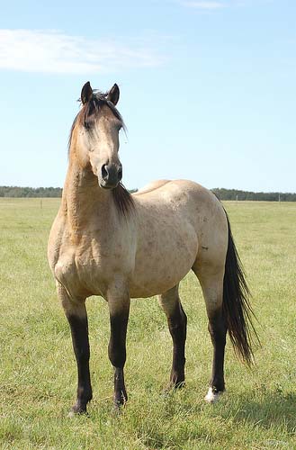 BUCKSKIN